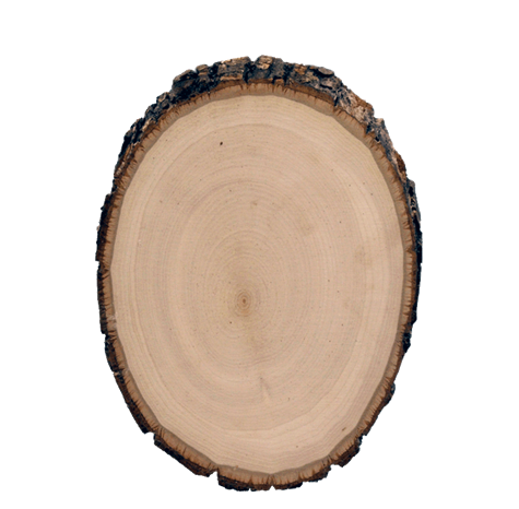 Basswood Country Bark Edge Round - Small