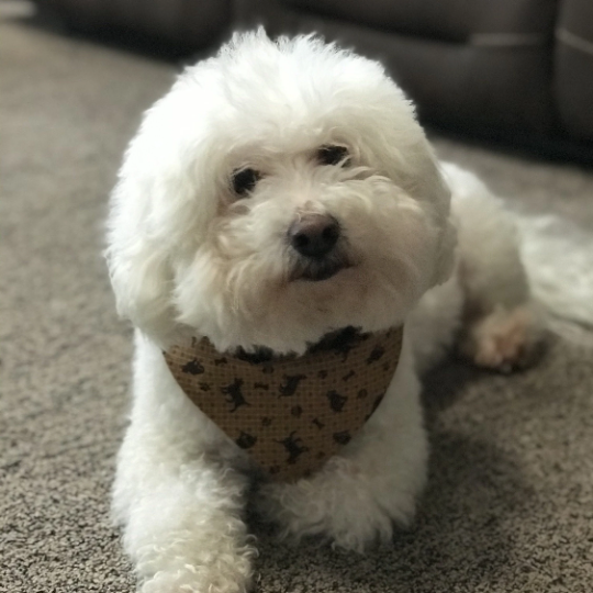 Over the Collar Dog Bandana - Brown Checkered