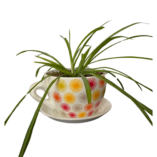 Chlorophytum Comosum (Tea Cup Planter)